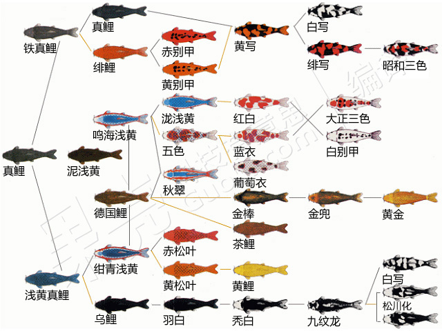 在诸多的品种名中,有很多词语是用来形容锦鲤形态特征