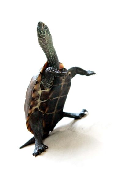 为什么这只龟可以用后腿站立起来?