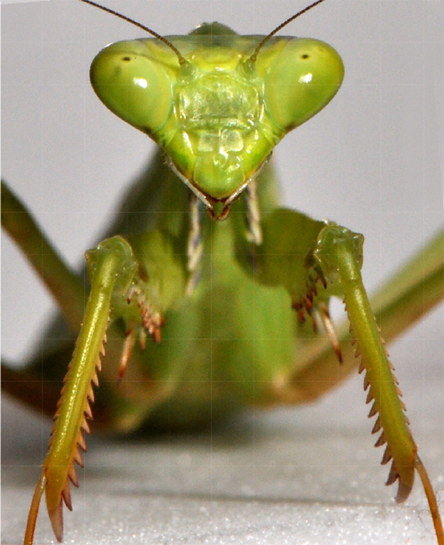 螳螂也是跳跃高手! | 科学人 | 网