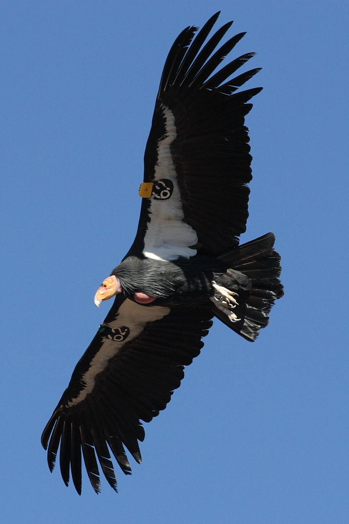 682px-condor_in_flight.jpg