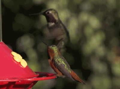 壁纸 动物 鸟 鸟类 雀 400_298 gif 动态图 动图