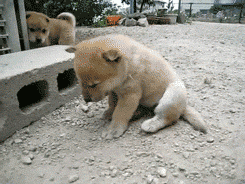 学姐大人息怒……放个可爱的gif