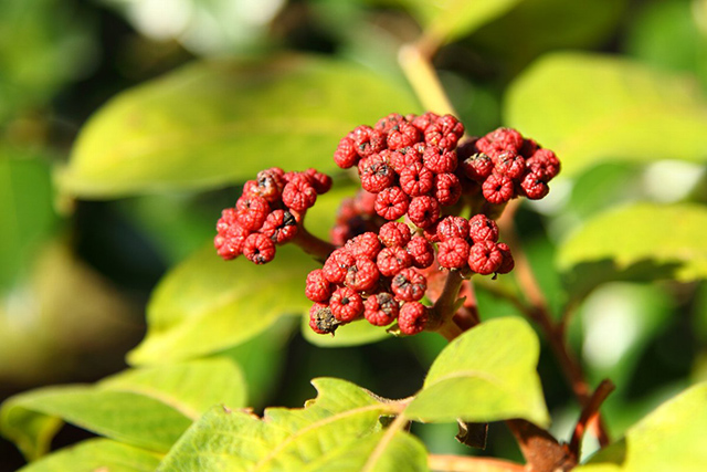 重阳节插的,是什么茱萸?