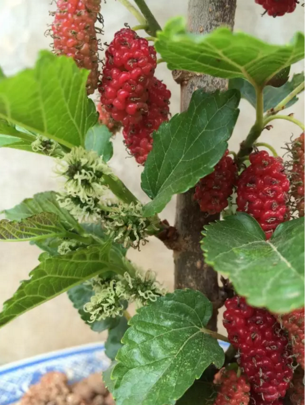 但并不是每一棵桑树都会结出美味的桑葚哦~因为桑树是雌雄异株,只有开