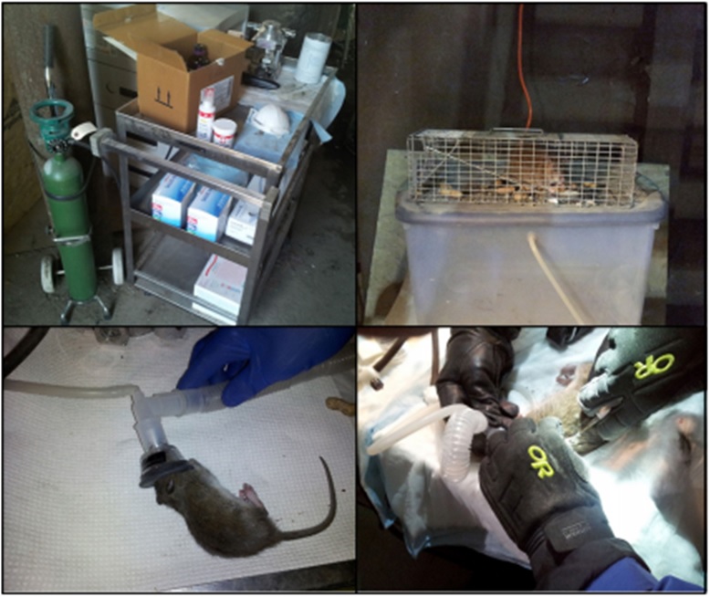 配备了麻醉及采样所需工具;右上:捕鼠装置;左下:用异氟烷气体麻醉动物