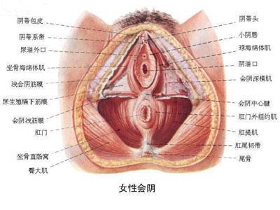 【家长指引】【未成年慎入】男女<em>生殖器官</em>解剖
