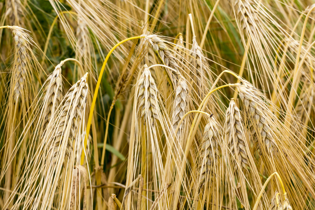 成熟的大麦麦穗.图片:shutterstock.com