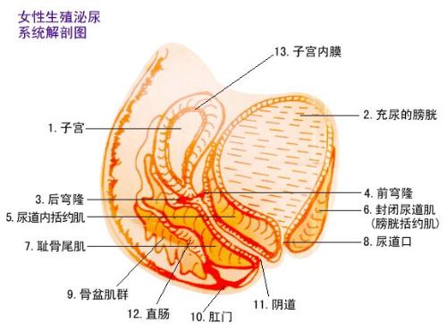 【糊你一脸学术】马晓年老师pc肌文