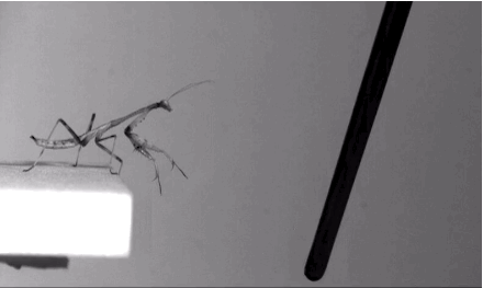 螳螂也是跳跃高手!