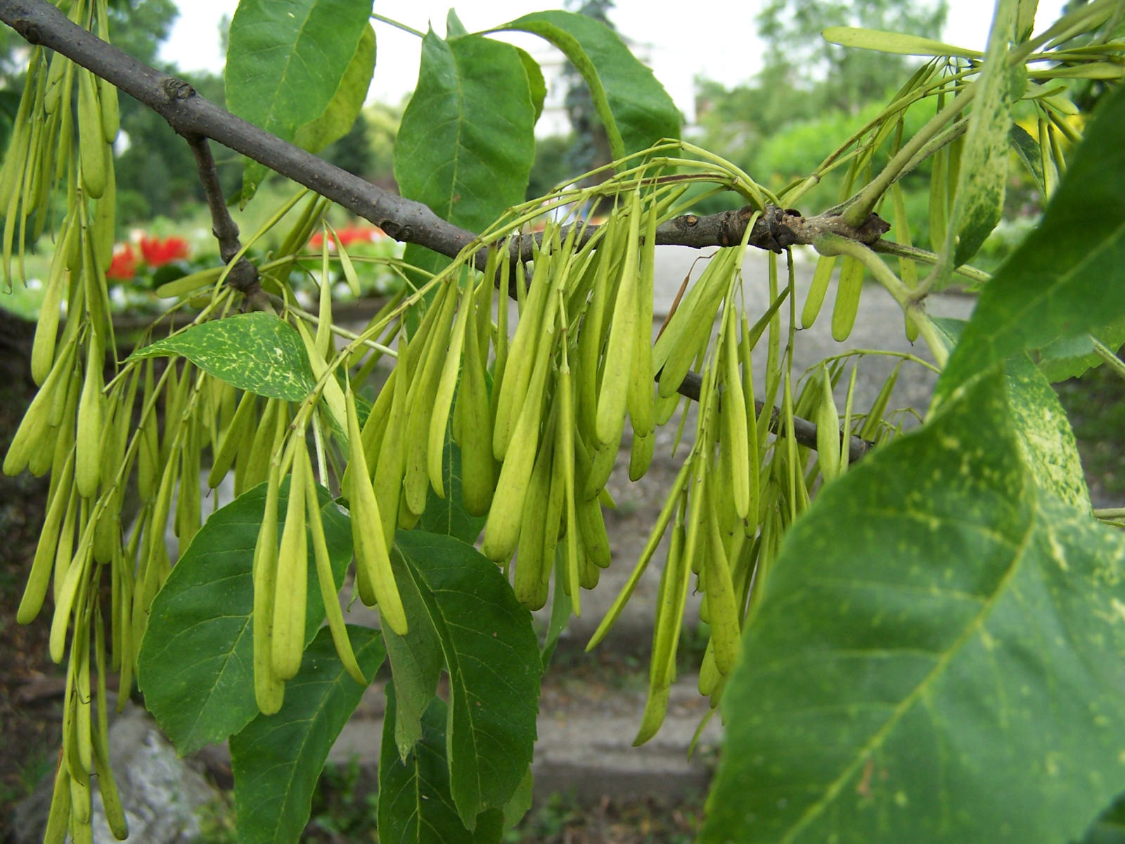 洋白蜡的翅果,图片来源:wiki 梣属植物不少种类由于木材质地致密良好