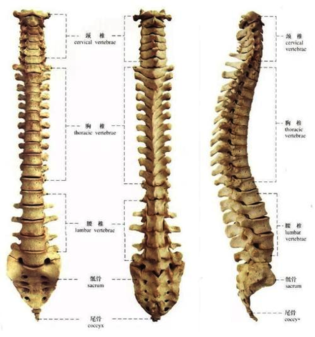 作为站着走的动物,我们人体最重要的组织结构就是脊柱.