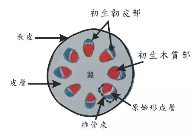 困扰博物学家两百年的问题,又有答案啦!