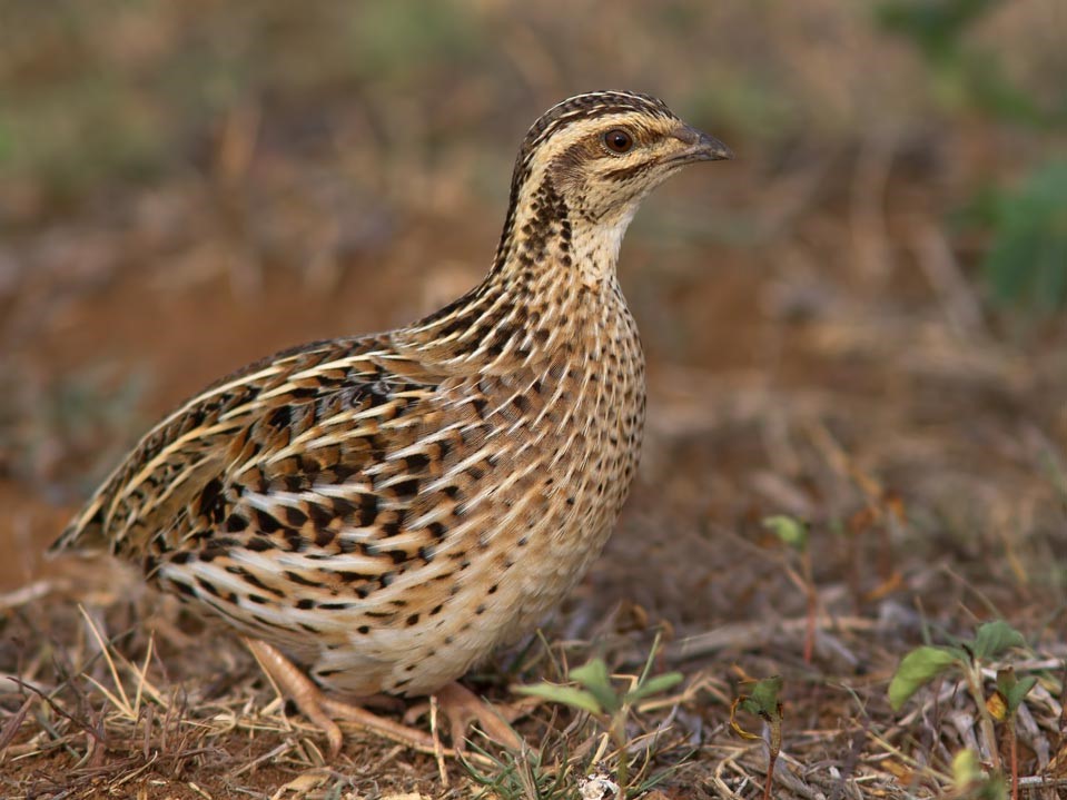 日本鹌鹑母鸟.图片:carolinabirds.org