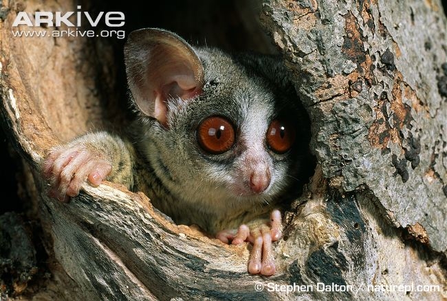 树洞中的婴猴.图片来源:stephen dalton/ naturepl.com