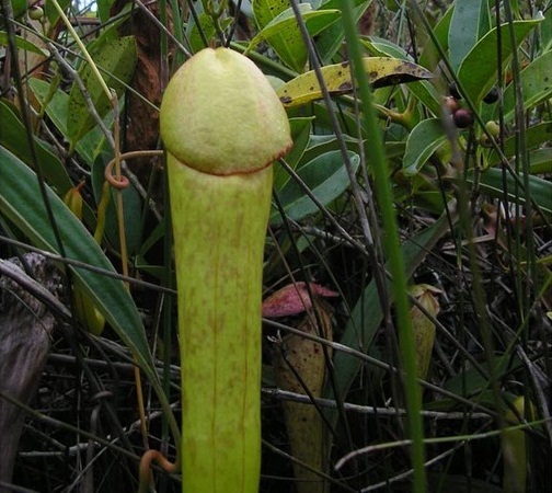 这个长得像鸡鸡的植物是什么?