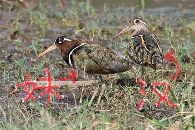 为什么动物界大多由雄性通过决斗来获得雌性,而雌性选择雄性的情况却