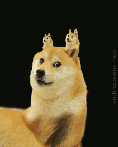 光知道用【doge】表情,你知道doge是什么狗么?