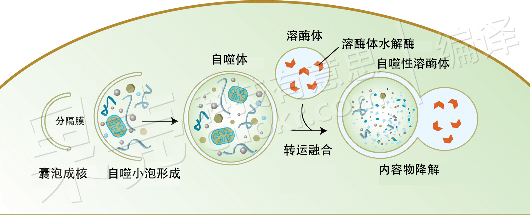 或是阻止细胞的凋亡进程