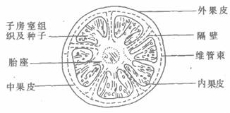 因为西红柿果实的结构就是这样的.