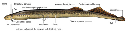 七鳃鳗身体结构图.图片:fishbase.org