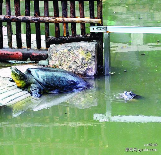 全世界的斑鳖,只剩下三只了
