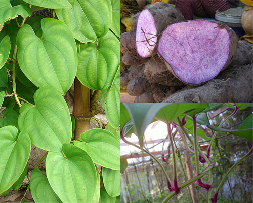 茎叶;右上:块茎;右下:叶柄 香芋的学名叫 dioscorea alata ,是薯蓣图片