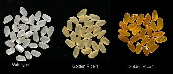 从左到右依次是:普通大米、第一代黄金大米、第二代黄金大米。(图片:goldenrice.org)