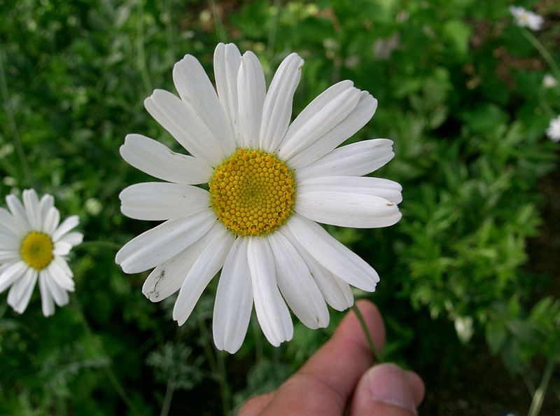 这朵小白花,就是人蚊作战中的功臣——除虫菊。图:KENPEI/wiki