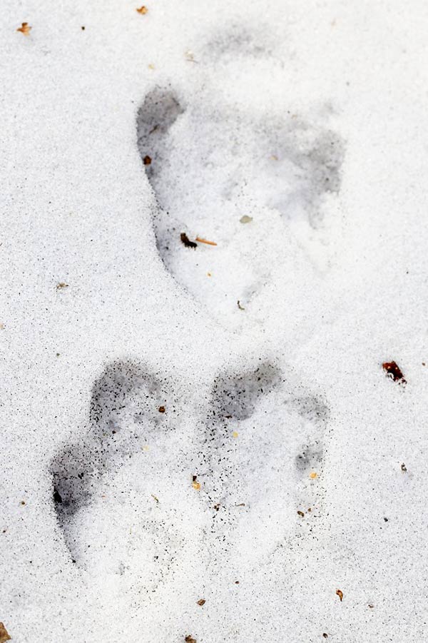 雪地寻踪 