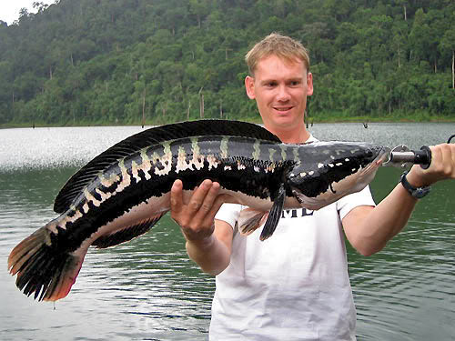 在泰国被钓上的小盾鳢(giant snakehead),跟黑鱼同属于鳢属鱼类,块头