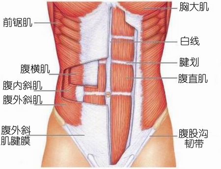 腹直肌解剖照.