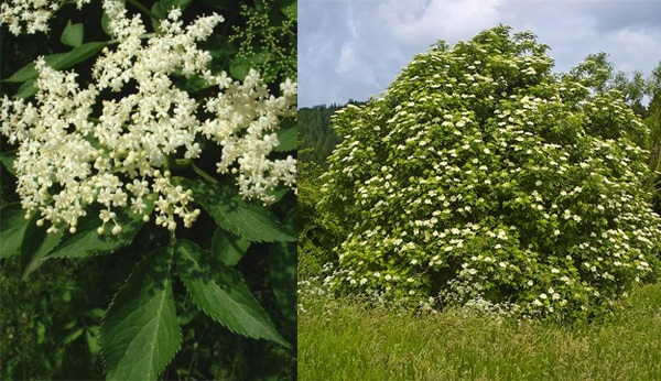 接骨木夏天开花,白色小花组成伞房花序.】