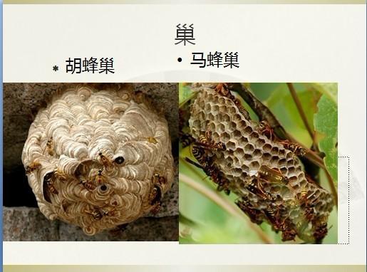 这是什么种类的蜜蜂?如何除掉它的窝?