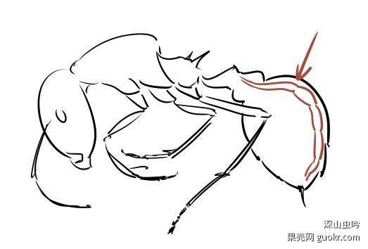 蚂蚁的心脏在哪?