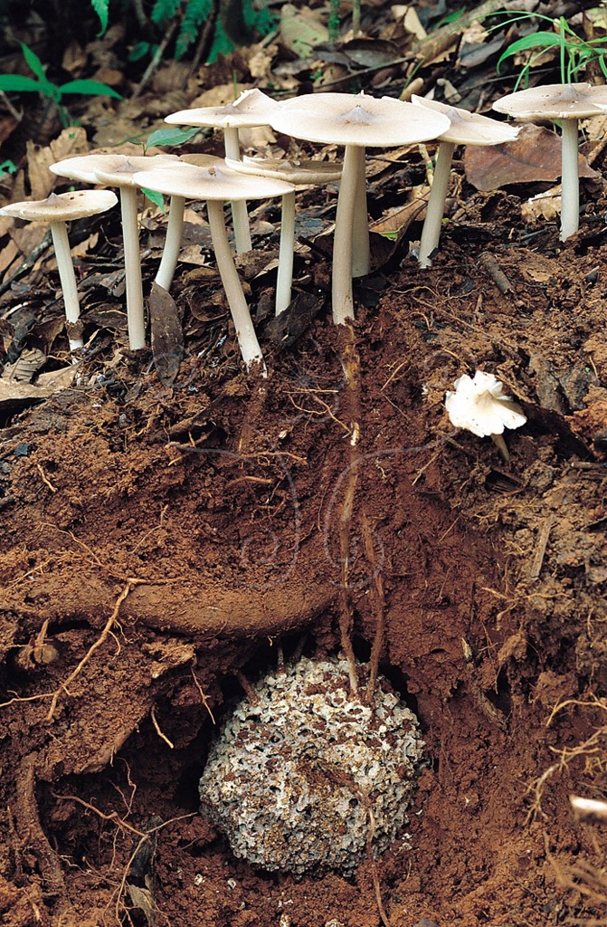 真根鸡菌(termitomyces eurrhizus)与白蚁巢,相连部分为鸡菌的假根.