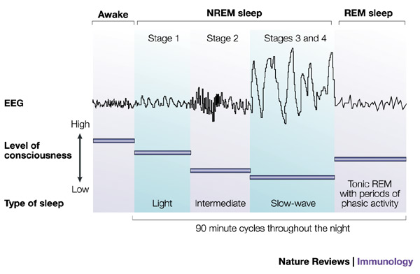 four stages of sleep essay four stages of sleep essay