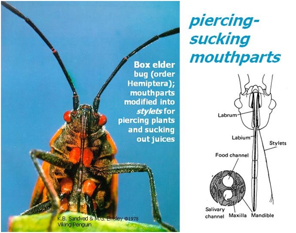 蝽的刺吸式口器.图片来自:www.insectsexplained.com