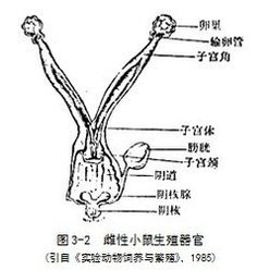 这是小鼠子宫,对比