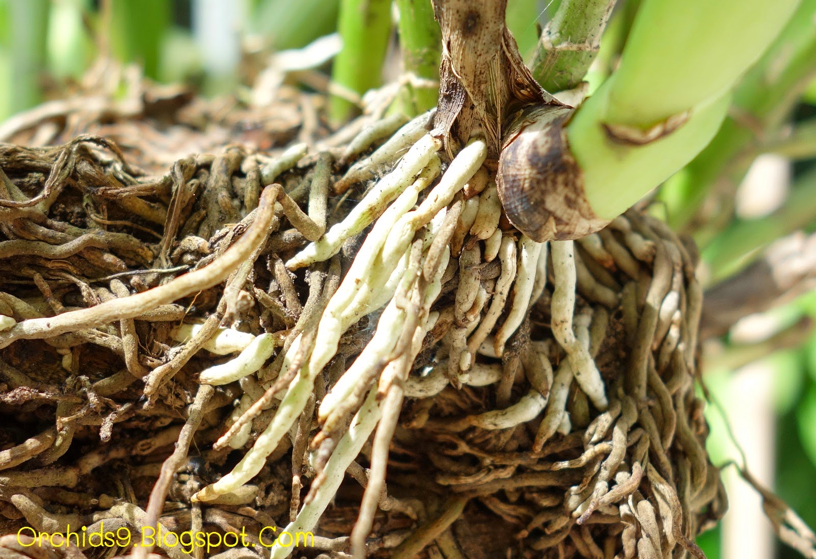 【餐桌物种日历】6月28日 茭白
