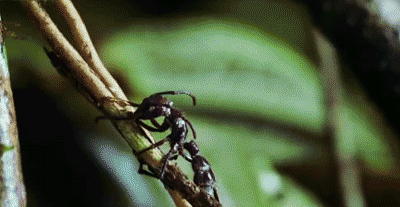 酷炫动图(二十六):昆虫篇