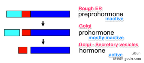 Estrogen testosterone and insulin are examples of steroid hormones