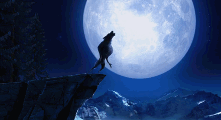 月圆之夜，动物们都会做什么？
