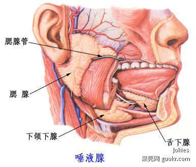 打哈欠时,突然"啾"一下喷出一股口水,而且好像是从舌头下面喷出来的