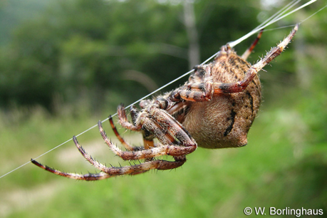 法布尔最喜欢调戏的有角园蛛,图片来源www.spiderling.