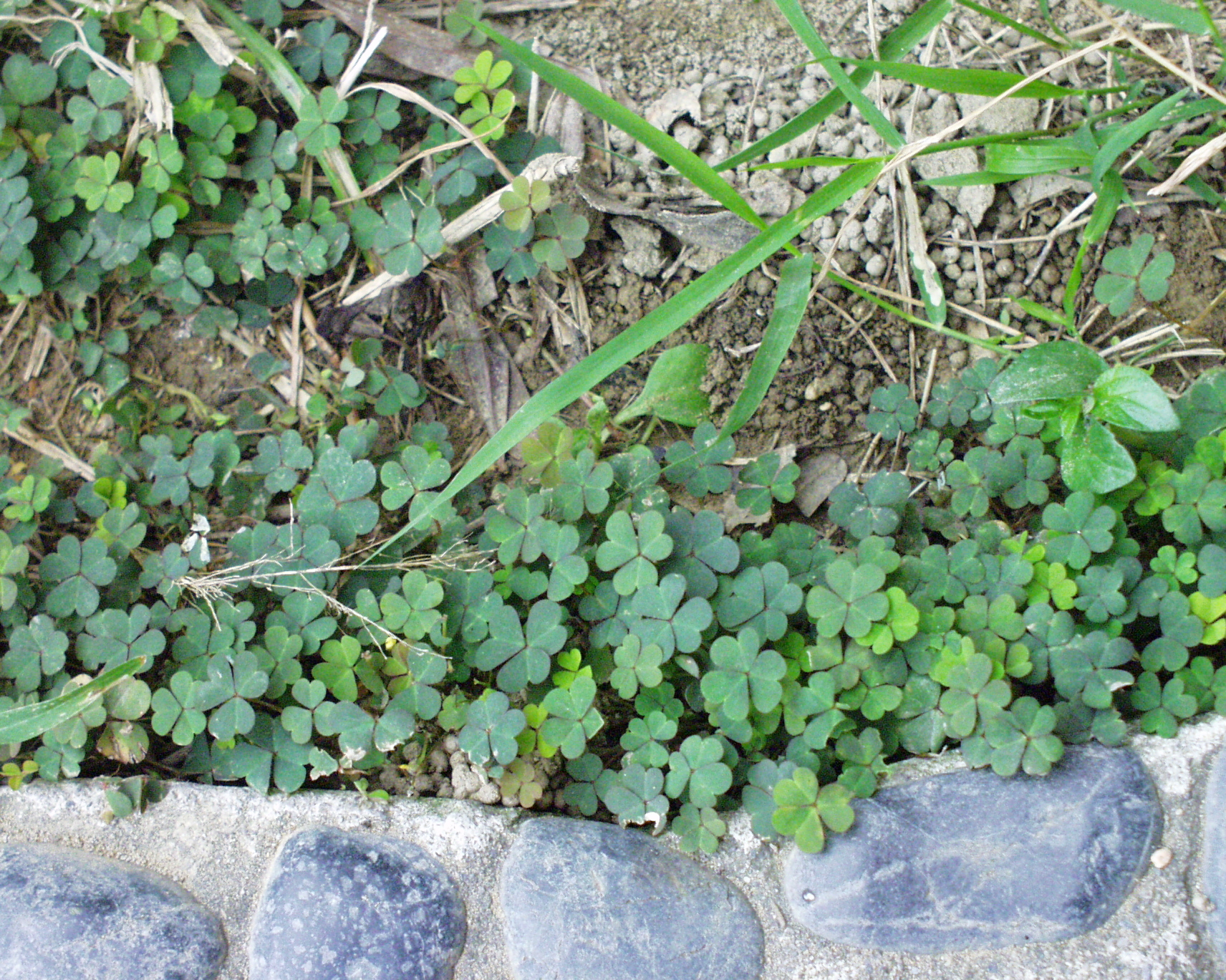 果壳【城市物种日历】3月28日 酢浆草