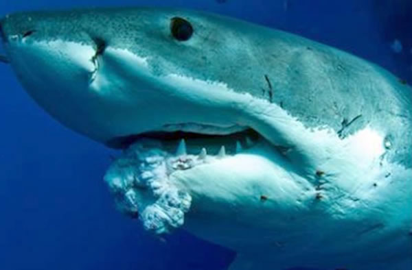 鲨鱼到底会不会得癌症?