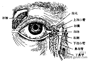 以下答案根据解剖结构推测,仅作抛砖引玉之用:  泪腺位于眼眶的外