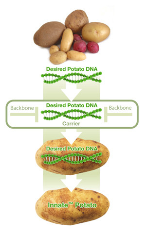 Innate™马铃薯的构建流程。这种新马铃薯不含有来自马铃薯以外的物种的基因，而是利用RNAi获得理想的形状